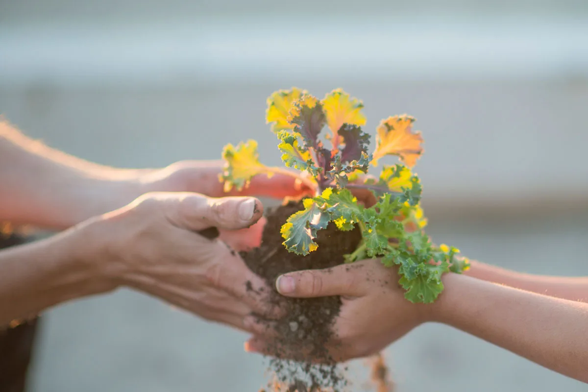 Hands holding a plant for a container with soil and roots showing